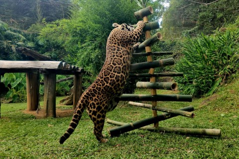 Mamãe Noel distribui presentes para animais do Gramadozoo