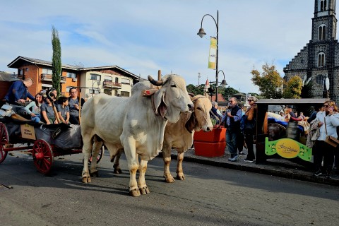 Desfile de Carretas mostra a força da produção rural de Gramado
