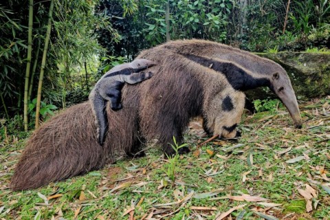 Gramadozoo registra primeiro nascimento de tamanduá-bandeira em cativeiros do Rio Grande do Sul