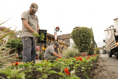 Horto Municipal produz flores em harmonia com a decoração do 40° Natal Luz de Gramado