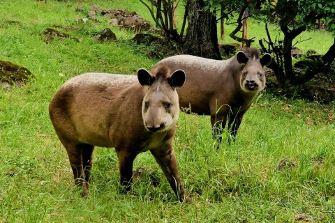 Gramadozoo recebe dois machos de anta