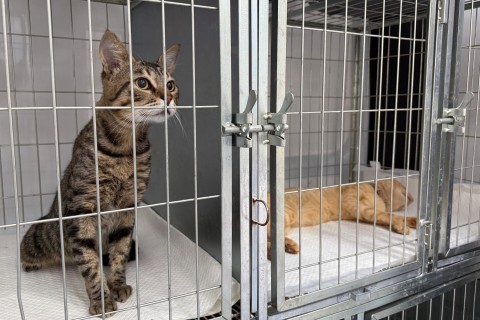 Gramado abre credenciamento de clínicas veterinárias para castração e microchipagem