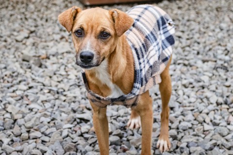 Com previsão de frio intenso, Canela intensifica campanhas do agasalho para famílias e animais acolhidos